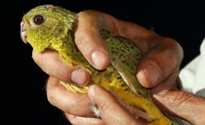 Night parrot